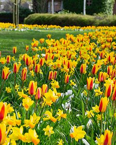 Zmes Sun Valley, na 1m2